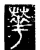 华(传抄·唐·唐代石刻篆文)